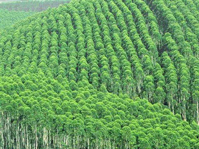 桉樹種植示范區