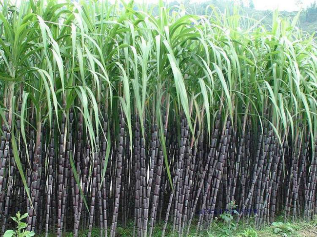 甘蔗種植示范區