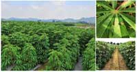 西瓜微肥的施用技術